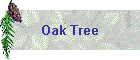 Oak Tree